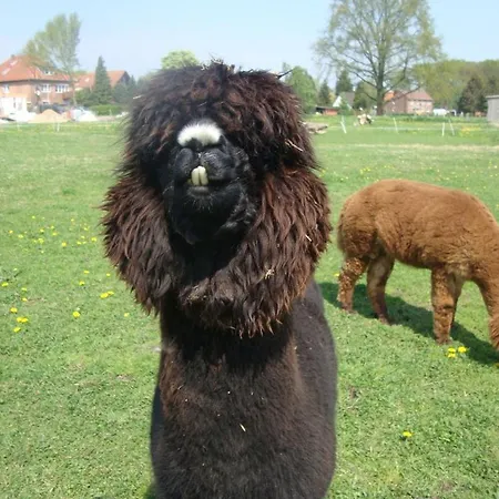 Sterne-anlage Hof Niemeyer Steinhuder